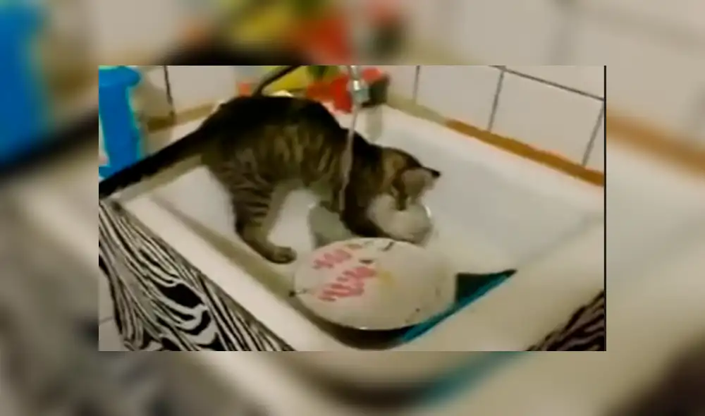 YouTube viral: Joven llega a su casa y descubre a gato realizando la limpieza del hogar [VIDEO]
