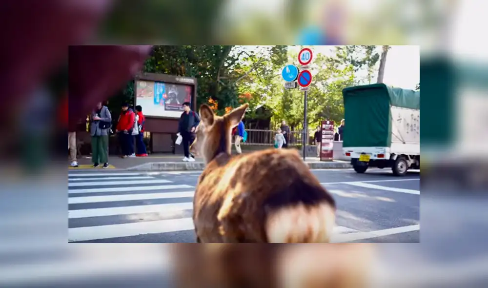 Usuarios de YouTube calificaron la peculiar conducta del animal como un claro ejemplo de “responsabilidad” y respeto por las señales de tránsito Usuarios de YouTube calificaron la peculiar conducta del animal como un claro ejemplo de “responsabilidad” y respeto por las señales de tránsito