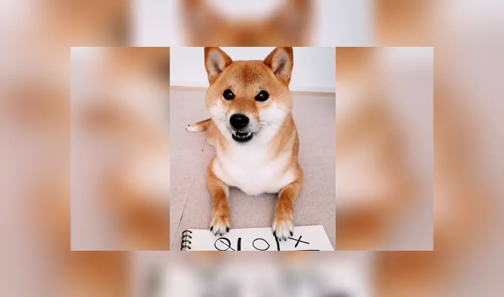 Desliza las imágenes para apreciar la destreza de un perro tras enfrentar a su dueña en una partida de ‘michi’.