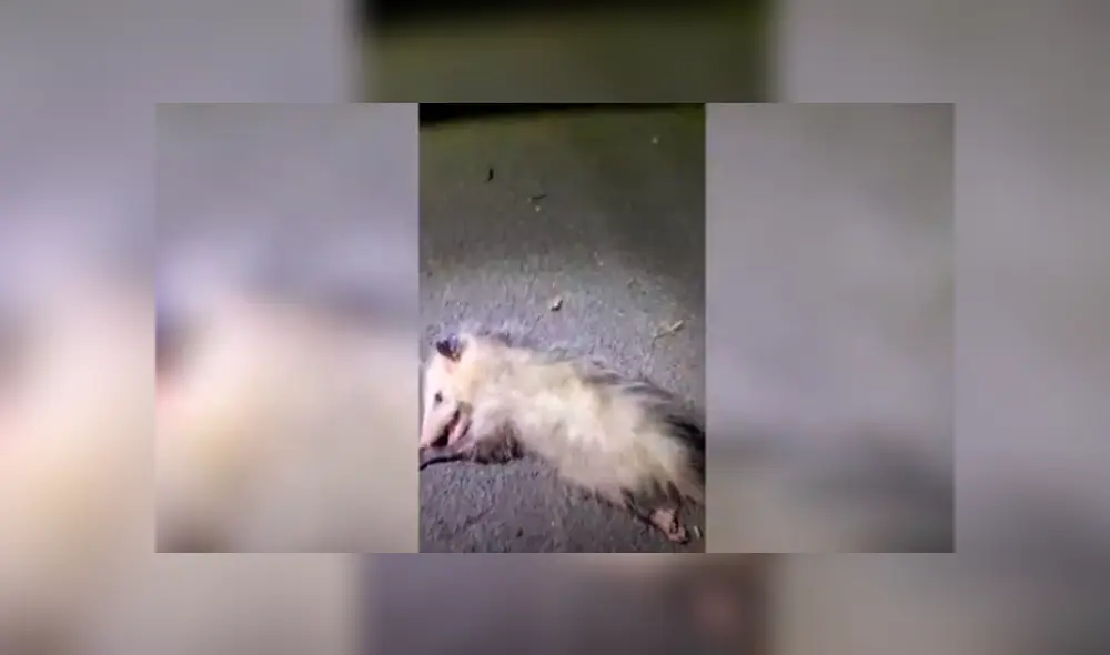 Desliza las imágenes para observar el comportamiento de una zarigüeya al tener cerca a un hombre. Foto: Caters Clips. Desliza las imágenes para observar el comportamiento de una zarigüeya al tener cerca a un hombre. Foto: Caters Clips.