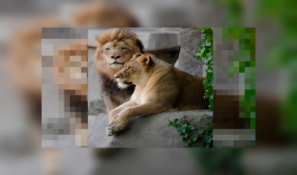 León es sacrificado y su pareja muere de misteriosa forma en el interior de foso [VIDEO]