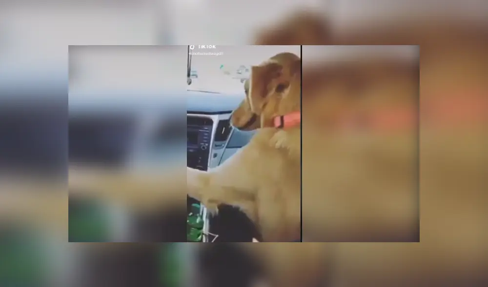 Desliza las imágenes para ver más detalles del curioso comportamiento de este cariñoso perro. (Foto: captura / TikTok)