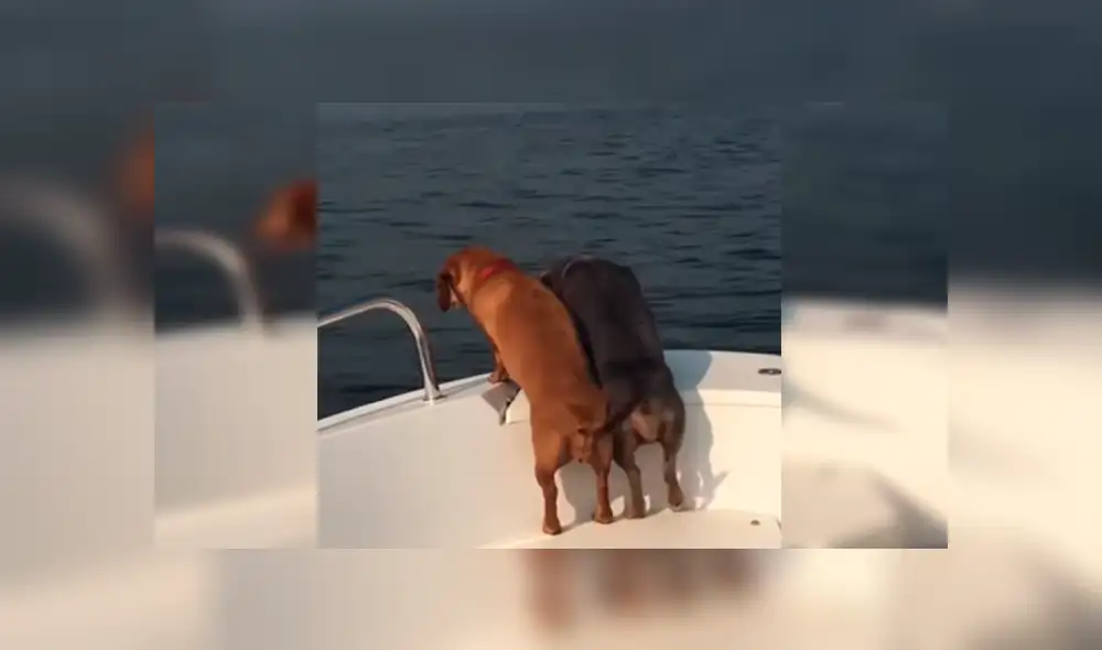 En Facebook, un perro movió sus patas de una manera peculiar tras dar un paseo en bote con sus dueños. En Facebook, un perro movió sus patas de una manera peculiar tras dar un paseo en bote con sus dueños.