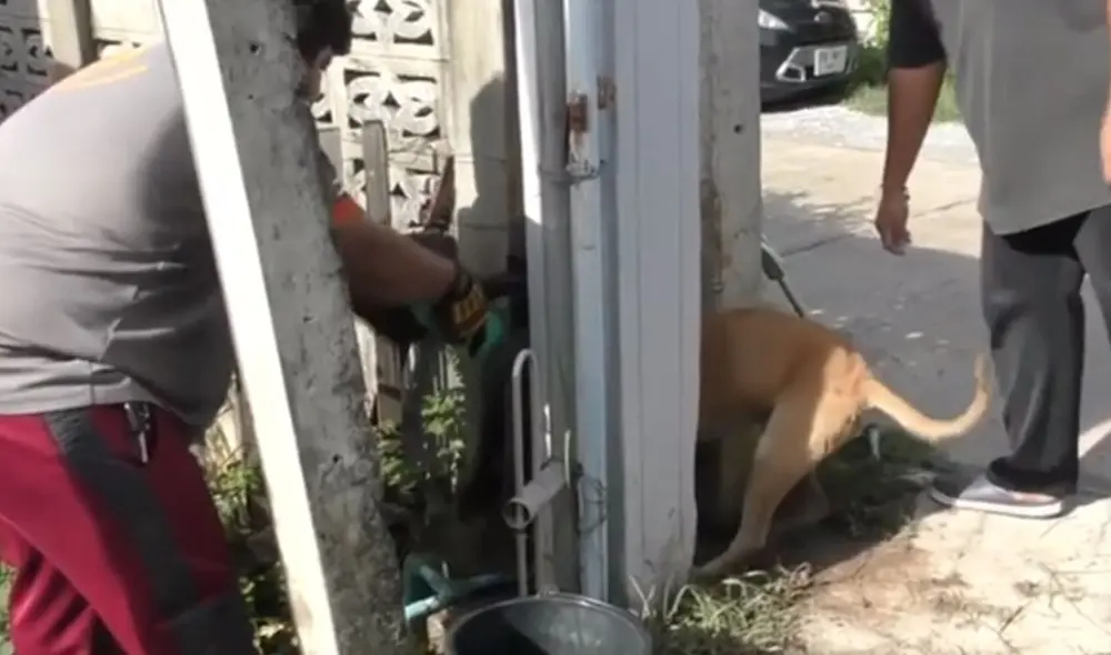 El can trataba de ingresar a la casa de una mujer y ella se percató de su llanto al quedar atrapado. Foto: captura de Facebook