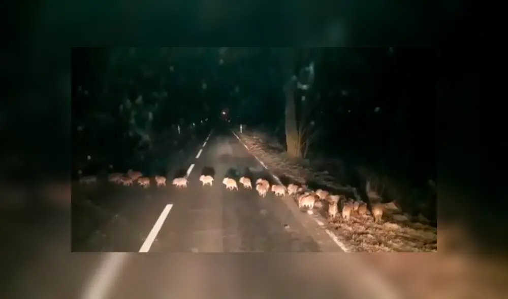 Desliza las imágenes hacia la izquierda para apreciar a los animales que fueron captados en una aislada carretera.