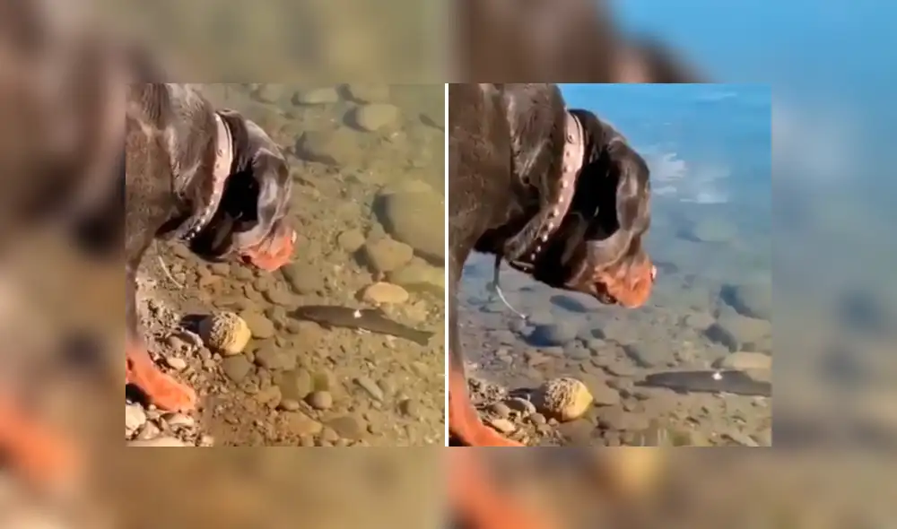 YouTube viral: este perro encontró a un pez descansando en el agua y lo que hizo deja sin palabras al mundo [VIDEO] 