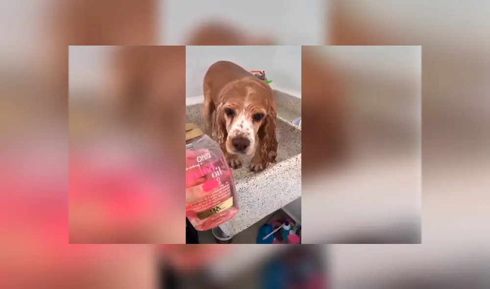 Desliza las imágenes hacia la izquierda para observar el comportamiento de un perro para impedir tomar un baño. Desliza las imágenes hacia la izquierda para observar el comportamiento de un perro para impedir tomar un baño.