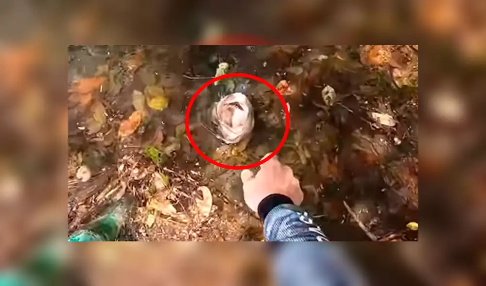 Pescador emerge su mano dentro de un misterioso río de Brasil. Pescador emerge su mano dentro de un misterioso río de Brasil.
