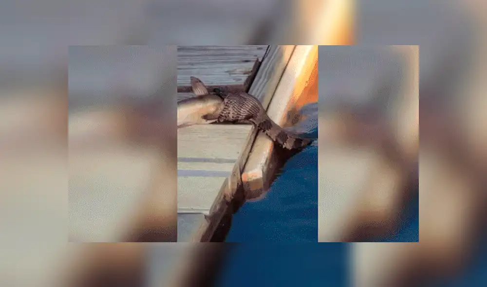 Facebook viral: Serpiente intenta devorar a pez mucho más grande y deja a miles en shock [VIDEO]