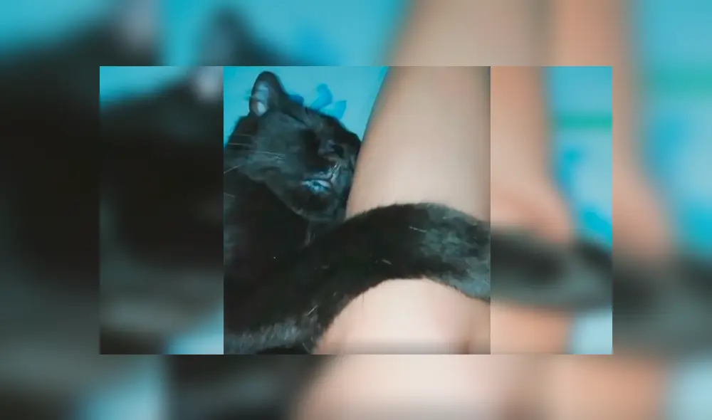 En Facebook, un gato se aferró a la pierna de su dueña para evitar que acuda a su centro de trabajo. En Facebook, un gato se aferró a la pierna de su dueña para evitar que acuda a su centro de trabajo.