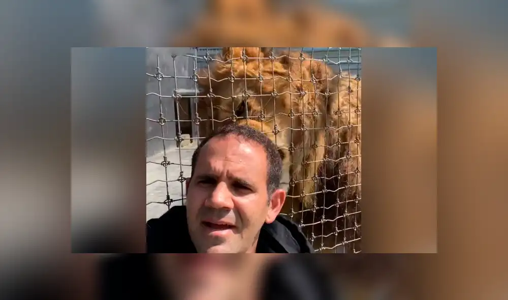 Desliza hacia la izquierda para ver la reacción que tuvo el enorme león con su cuidador. Video es viral en YouTube. Desliza hacia la izquierda para ver la reacción que tuvo el enorme león con su cuidador. Video es viral en YouTube.