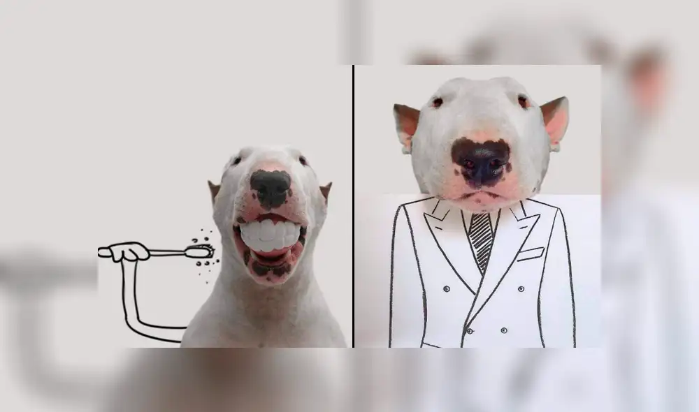 Facebook viral: le hace sesión fotográfica a su perro y divertido resultado enternece a miles Facebook viral: le hace sesión fotográfica a su perro y divertido resultado enternece a miles