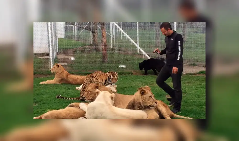 YouTube viral: ingresa a jaula de felinos solo para sorprender a sus seguidores con un gran 'selfie' [VIDEO]