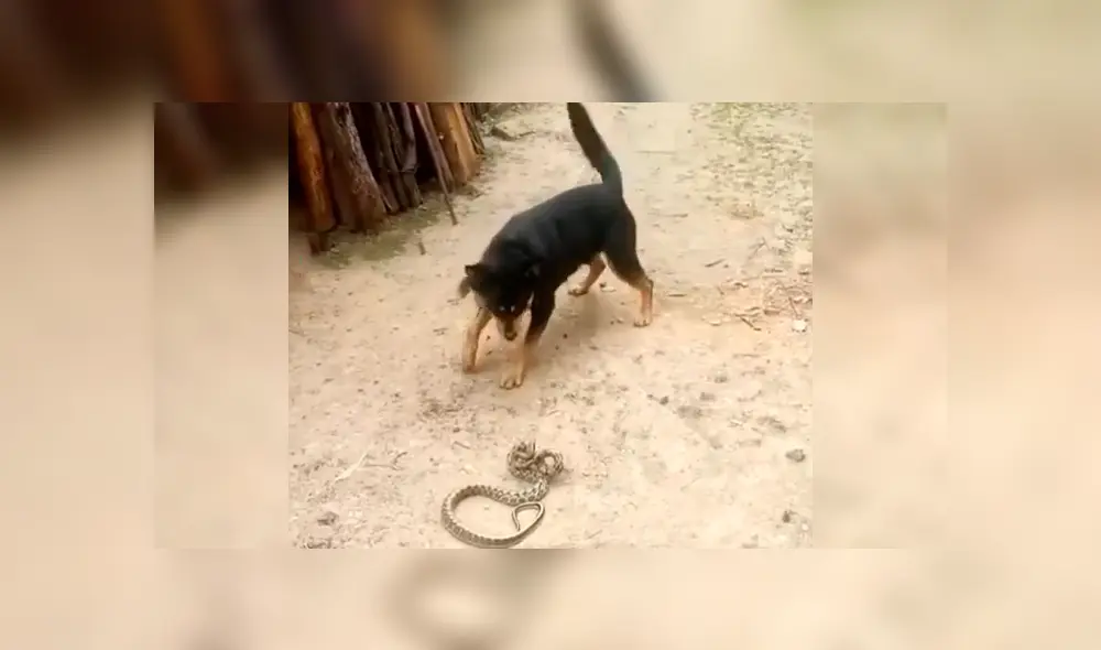 YouTube viral: Perro encuentra a peligrosa serpiente asesina y hace esto para salvar la vida de su amo 