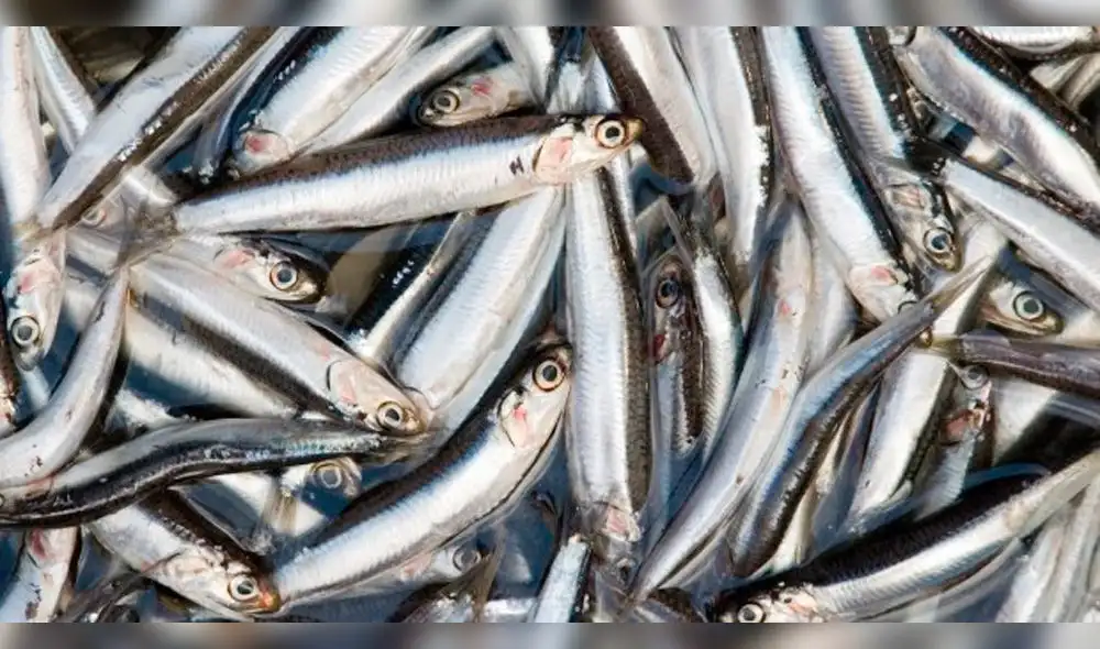 Pesquería y acuicultura en investigaciones científicas