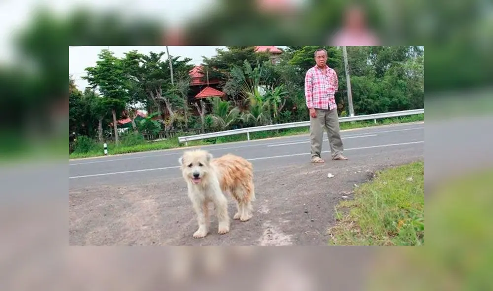 El perro Leo. Foto: difusión. El perro Leo. Foto: difusión.