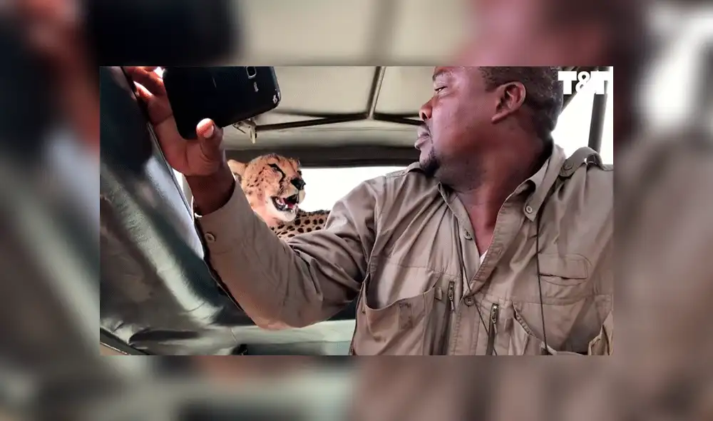 Imprudente hombre intenta tomarse un selfie con un guepardo y el desenlace asombra las redes [VIDEO]