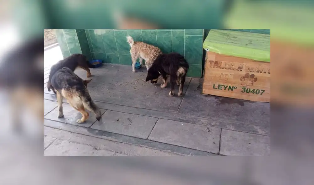 Pedro Delgado Gozar se ha convertido en el principal difusor de la Ley de Protección y Bienestar Animal. Pedro Delgado Gozar se ha convertido en el principal difusor de la Ley de Protección y Bienestar Animal.