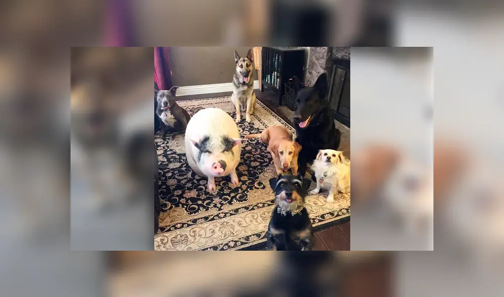 Desliza para ver las fotos que se volvieron tendencia en Facebook. Foto: Captura.