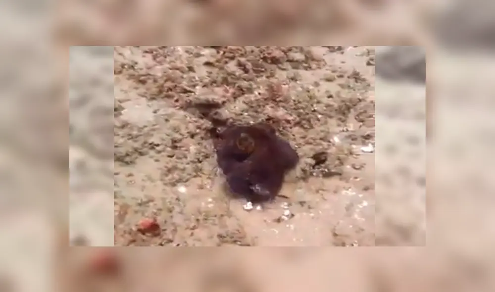 En YouTube, un hombre persiguió al enorme animal marino para atraparlo y quedó impresionado cuando vio su habilidad de ocultarse en el agua. En YouTube, un hombre persiguió al enorme animal marino para atraparlo y quedó impresionado cuando vio su habilidad de ocultarse en el agua.