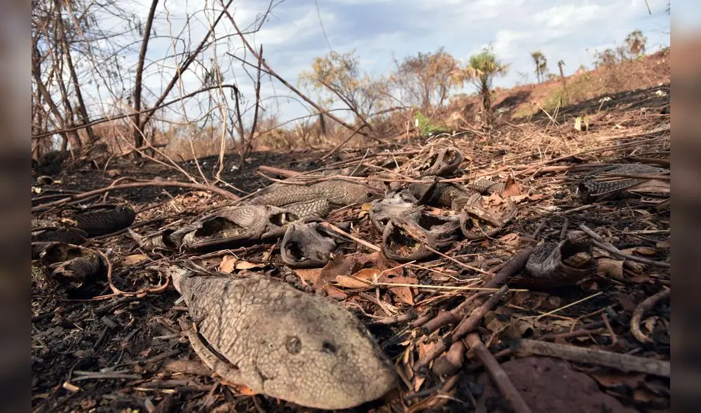 Incendio en Amazonas. Foto: AFP. Incendio en Amazonas. Foto: AFP.