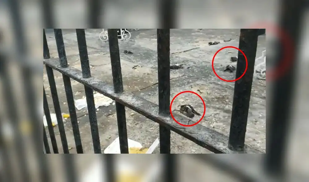 Cercado de Lima: denuncian envenenamiento a palomas [VIDEO]