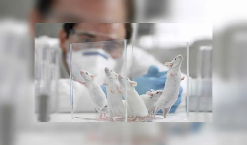 Los científicos dotaron a los ratones de características similares a la familia | Foto: La Voz Los científicos dotaron a los ratones de características similares a la familia | Foto: La Voz