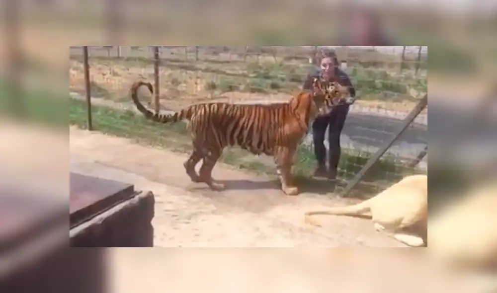 Facebook viral: Turista se acerca mucho a jaula de peligroso tigre y este reacciona así [VIDEO]