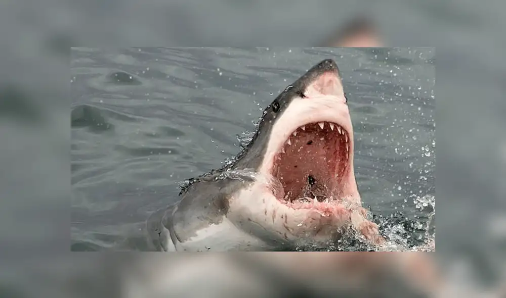 Vía Facebook: graban a chico lanzándose a mar 'infestado' de tiburones y ocurre lo inesperado [VIDEO]