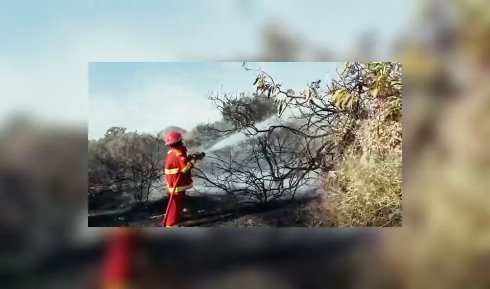 Controlan en 80% incendio que afecta el Santuario Histórico Bosque de Pómac Controlan en 80% incendio que afecta el Santuario Histórico Bosque de Pómac