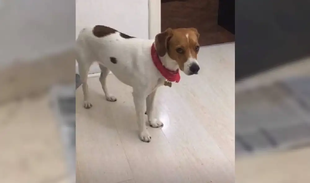 Desliza las imágenes para ver cómo termina el viral de TikTok. Foto: Captura/@Moroncaro