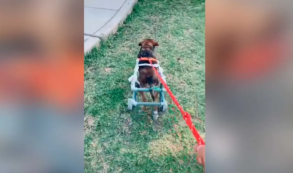 Desliza las imágenes para ver la emotiva escena que protagonizó este perrito con discapacidad al ver su nueva silla de ruedas. Foto: captura de TikTok/jonathannakamatsu