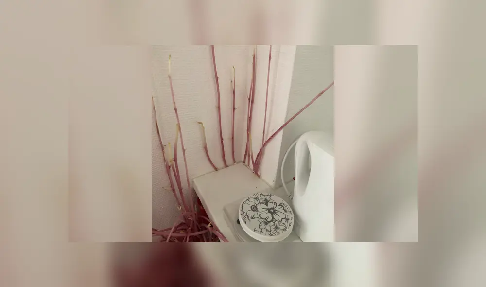 Desliza la imagen de Facebook para verlas todas. Foto: donna9p/Twitter