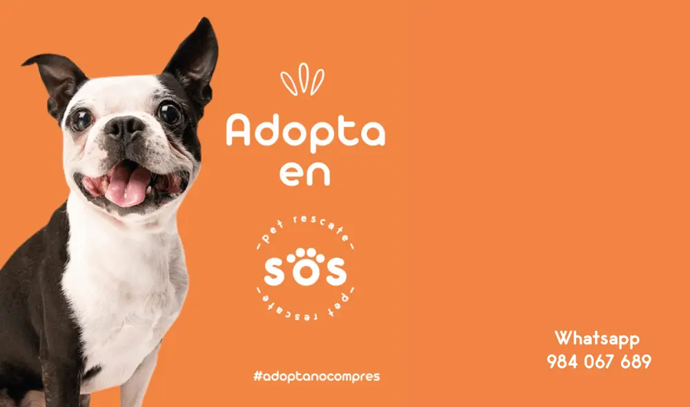 SOS PET RESCATE SOS PET RESCATE