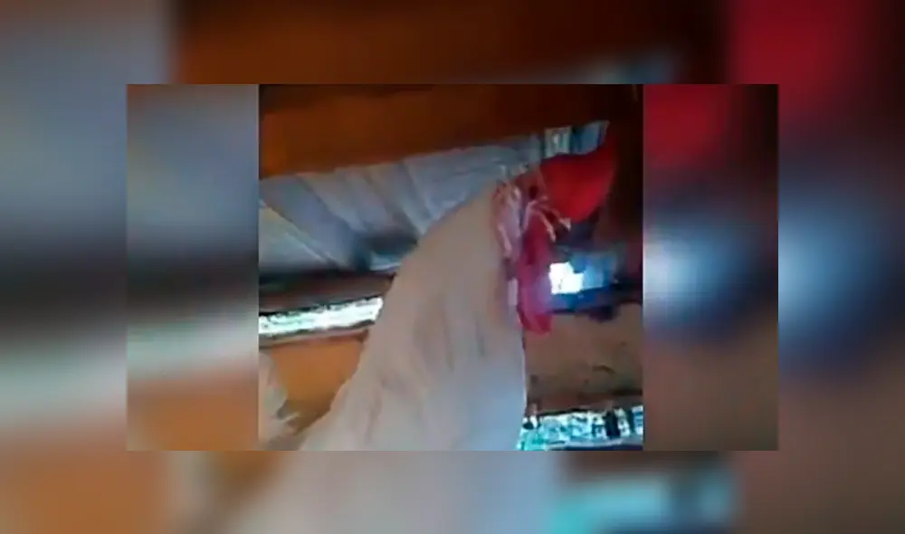 Facebook viral: Gallo se queda dormido y dueño aprovecha para vengarse de cruel forma [VIDEO] 