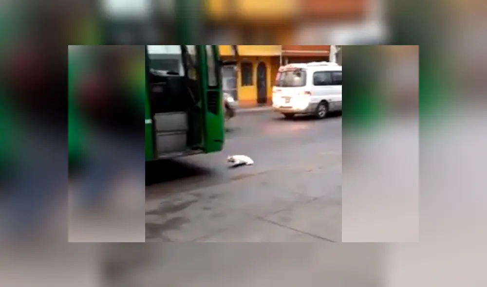 El video viral de Facebook muestra el momento en que un gato intenta suicidarse tras colocase frente a llanta de bus en Huachipa. El video viral de Facebook muestra el momento en que un gato intenta suicidarse tras colocase frente a llanta de bus en Huachipa.