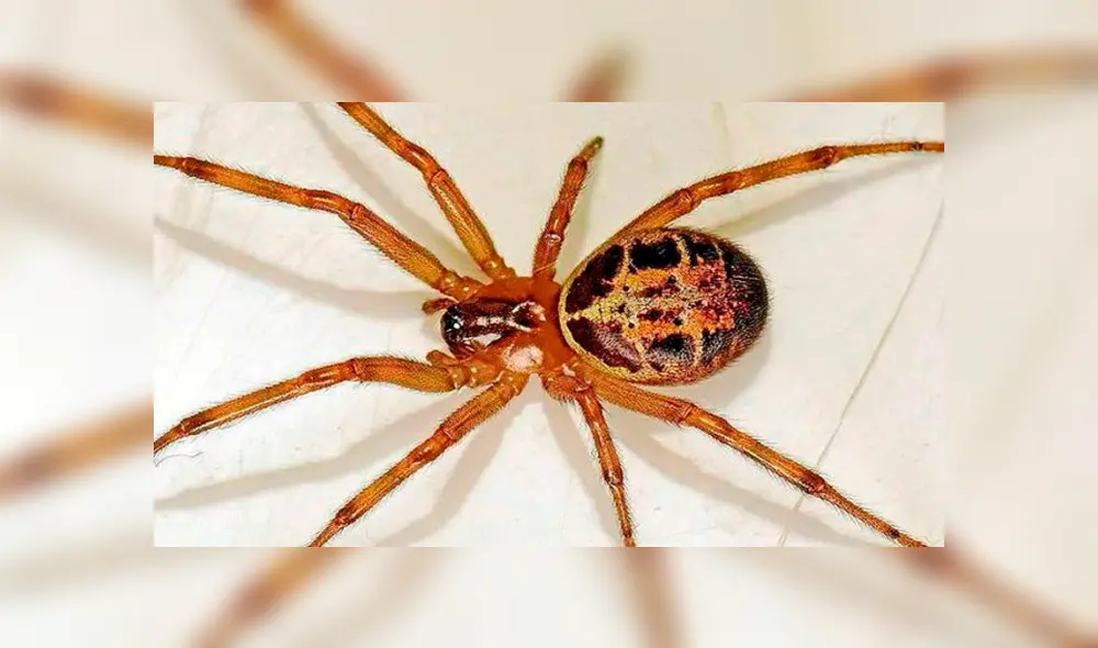 En terapia intensiva quedó una niña de 3 años por picadura de una araña de rincón [VIDEO]