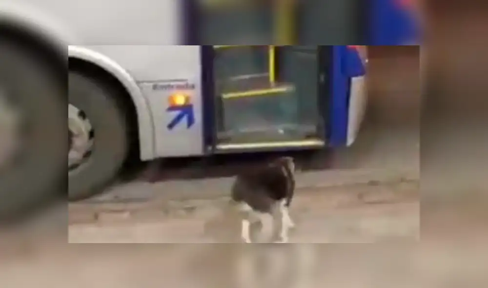 Facebook viral: Perro callejero espera todos los días a chofer de bus para que le comparta su comida [VIDEO]