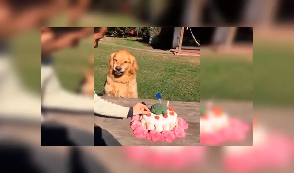 YouTube viral: hombre intenta quitarle la torta a su perro ‘cumpleañero’ y este enfurece 