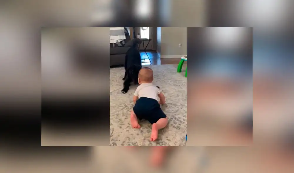 Desliza las imágenes para ver la divertida escena que protagonizó un perro junto al bebé de su dueña. Foto: Storyful Rights Management Desliza las imágenes para ver la divertida escena que protagonizó un perro junto al bebé de su dueña. Foto: Storyful Rights Management