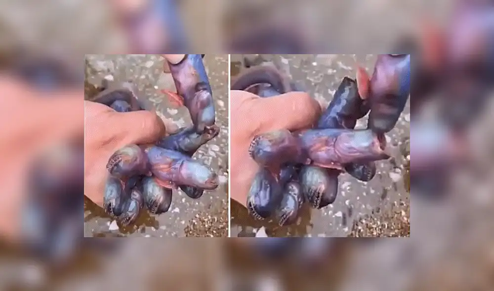 Vía Facebook: en shock queda joven, luego de toparse con raras criaturas en lago de México [VIDEO]