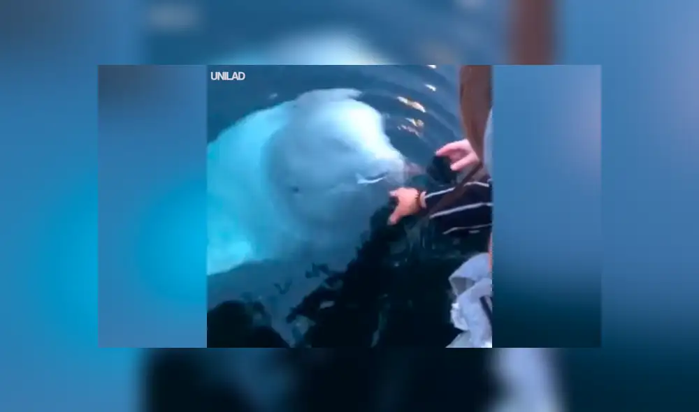 YouTube viral: Mujer deja caer su objeto más valioso al mar y enorme criatura se lo devuelve [VIDEO] 