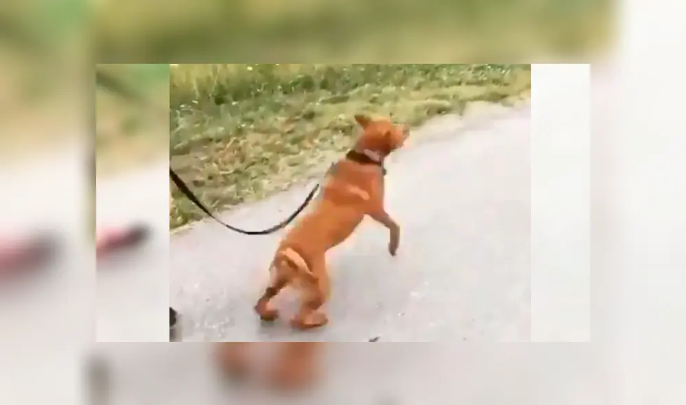 En Facebook, un perro salió a dar su primera caminata con su nueva familia y saltó de alegría por la calle.