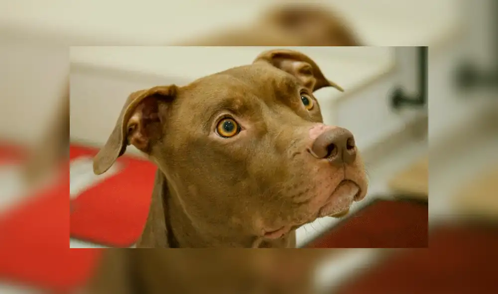 Perro escucha la sirena de una ambulancia y reacciona de la manera menos pensada [VIDEO]
