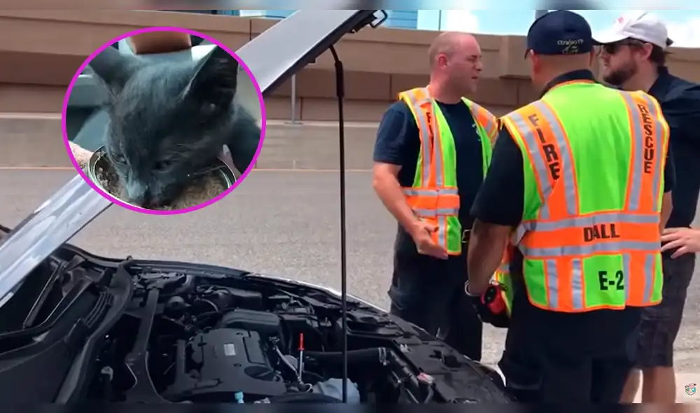 YouTube: pareja salvó de la muerte a gatito luego de encontrarlo en impredecible lugar [VIDEO]