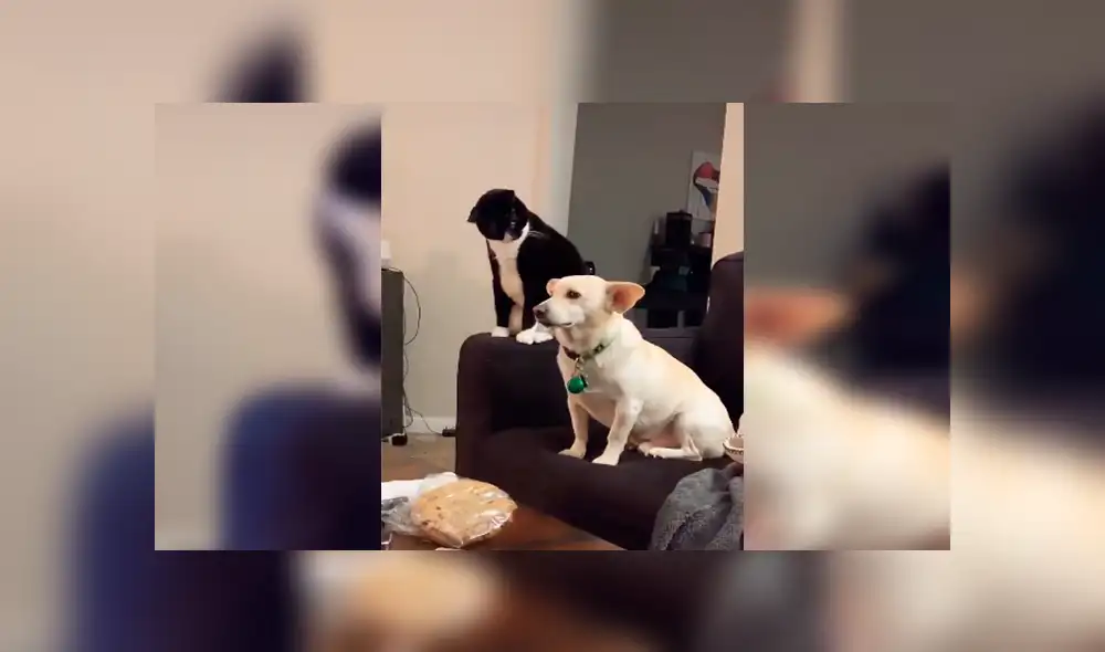En Tik Tok, un perro y un gato protagonizaron una fuerte pelea cuando su dueña los dejó solos en casa.