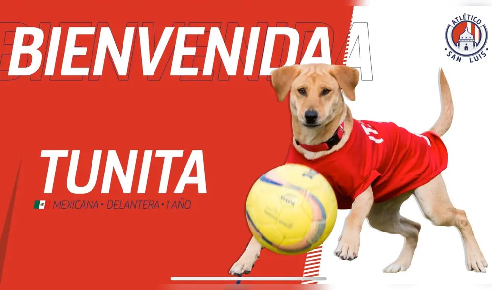 El Atlético de San Luis anunció este lunes el fichaje de 'Tunita' como delantera El Atlético de San Luis anunció este lunes el fichaje de 'Tunita' como delantera