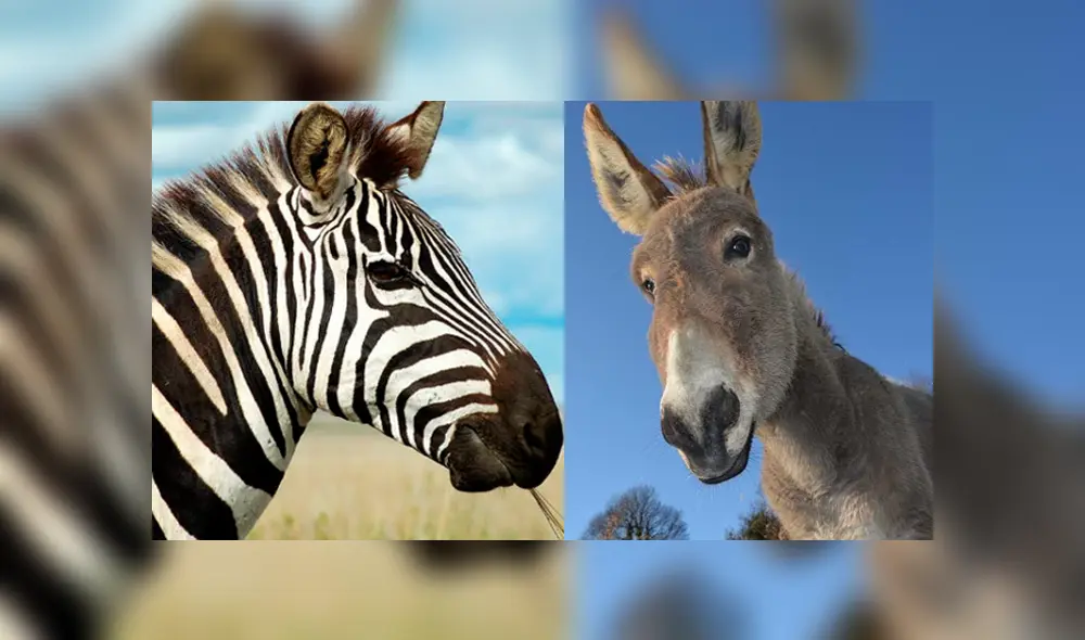 Desliza para ver los detalles del video viral publicado en YouTube. Foto: Captura. Desliza para ver los detalles del video viral publicado en YouTube. Foto: Captura.