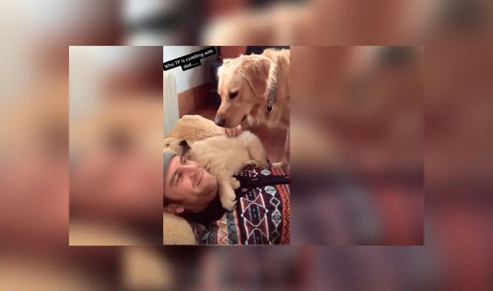 Desliza las imágenes para ver la dramática escena que protagonizó un perro al ver que su dueño consentía a otro can. Foto: TikTok Desliza las imágenes para ver la dramática escena que protagonizó un perro al ver que su dueño consentía a otro can. Foto: TikTok
