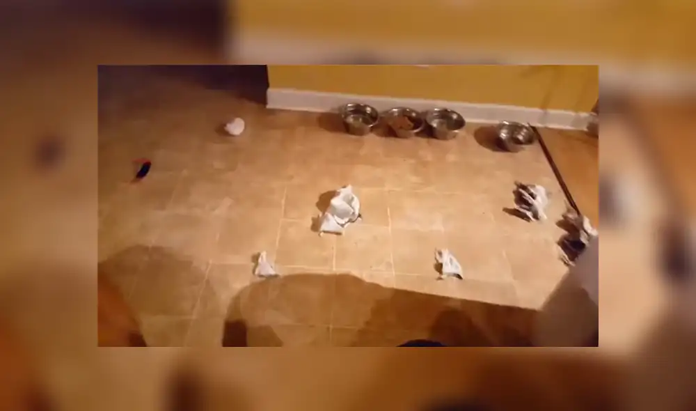 Un video muestra la emotiva reacción de un perro al ser regañado por su dueño.